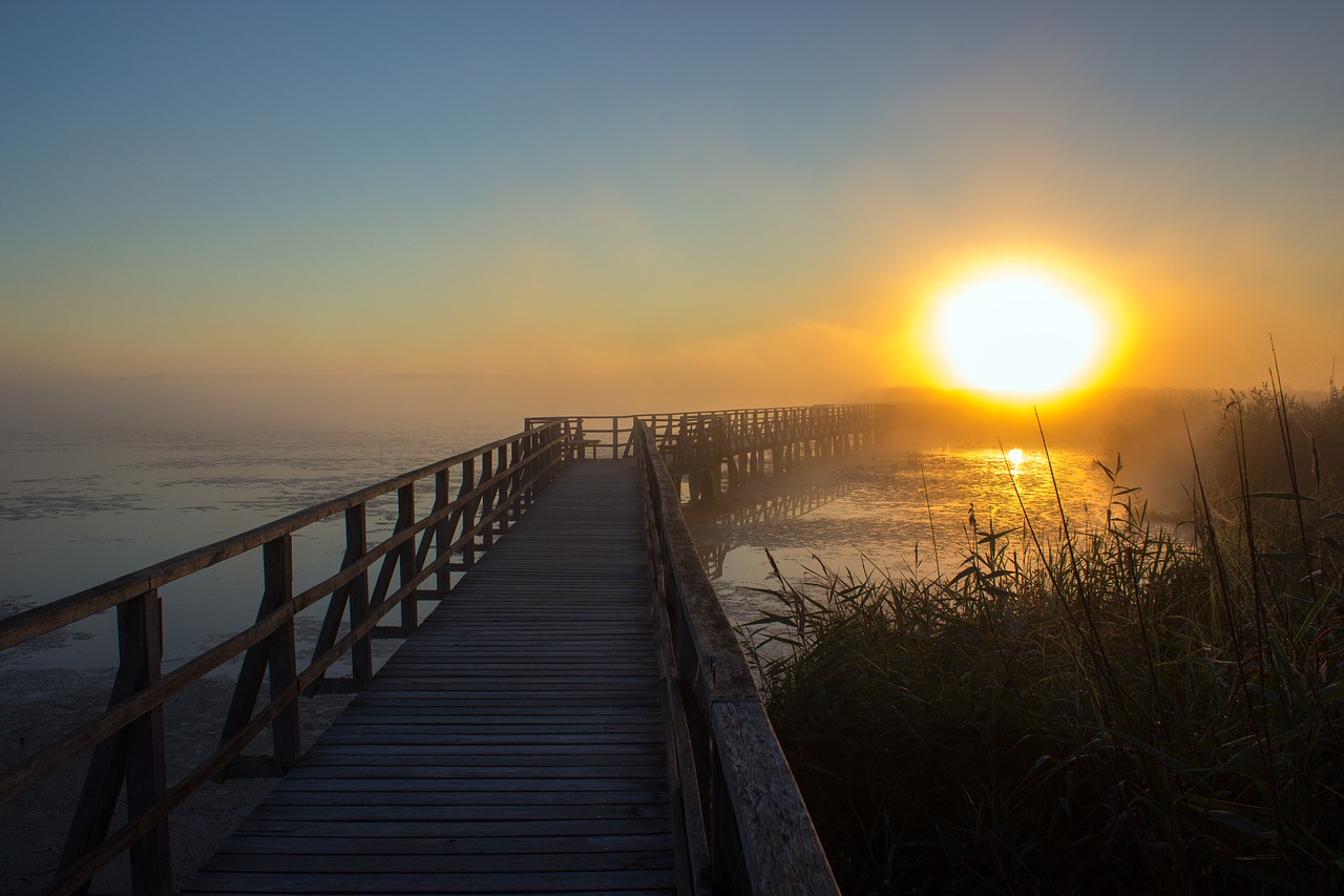 Image - sunrise web reed nature mood