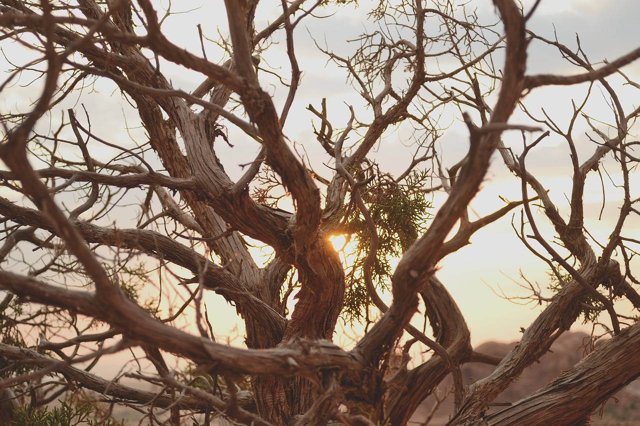 Image - sunset dead tree desert national