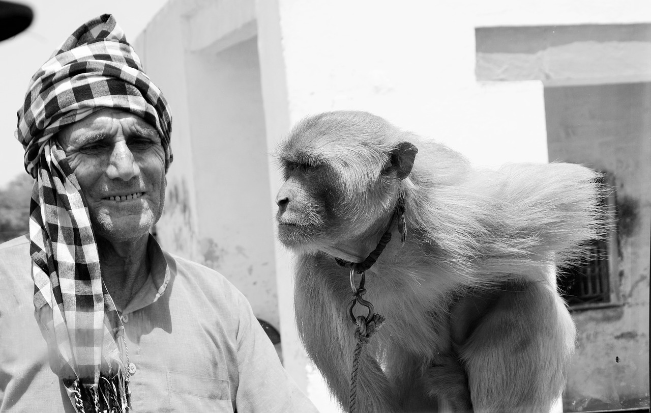 Image - india monkey hindu tourism macaque