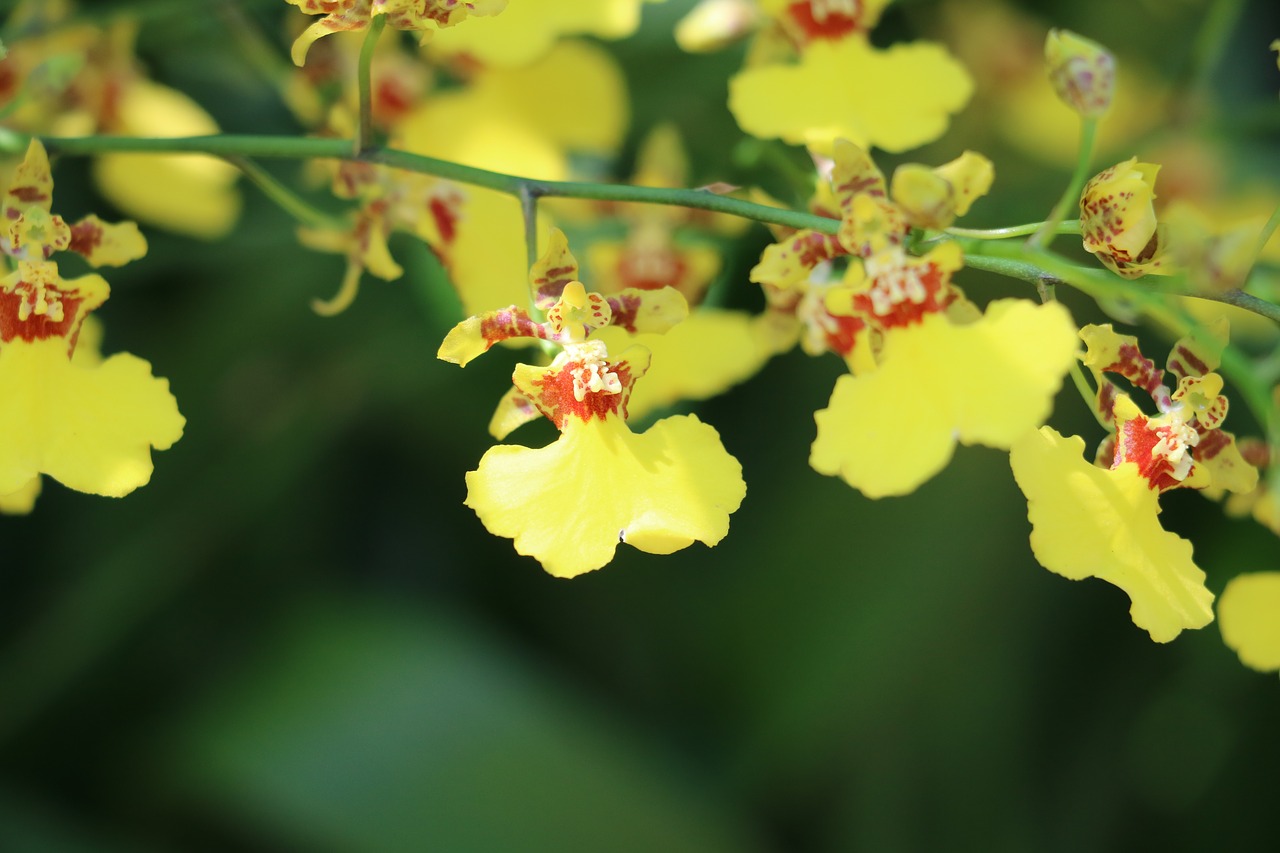 Image - flower orchid yellow delicacy