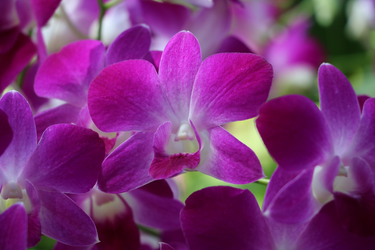 Image - orchid purple garden nature flower