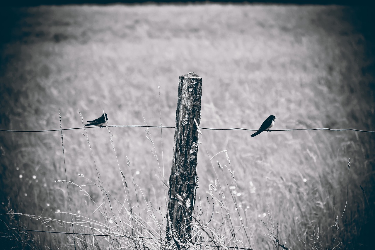 Image - fence birds nature swallows forest