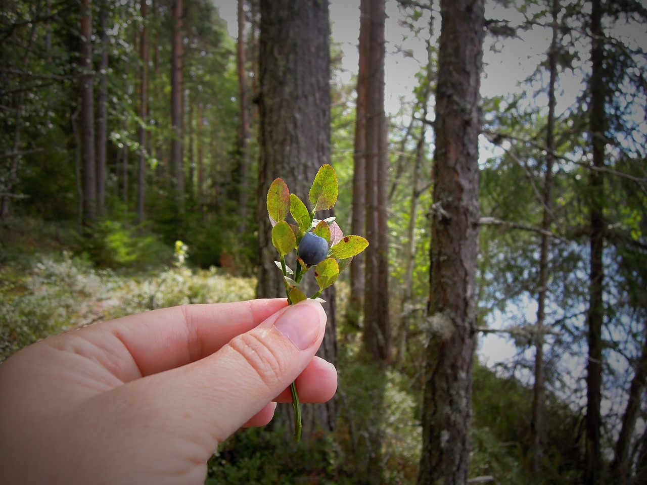 Image - blueberry blueberry twig hand