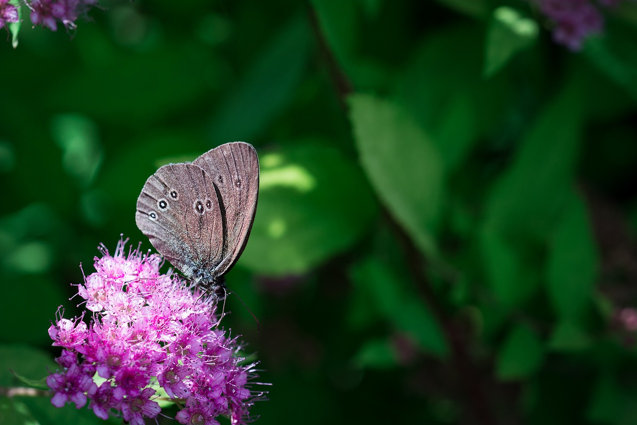 Image - butterfly chimney sweep