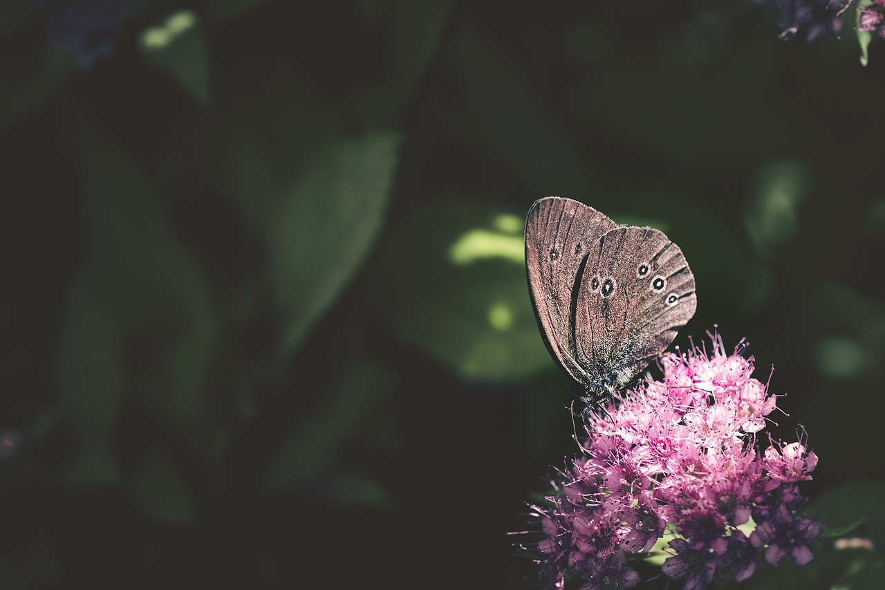 Image - butterfly chimney sweep