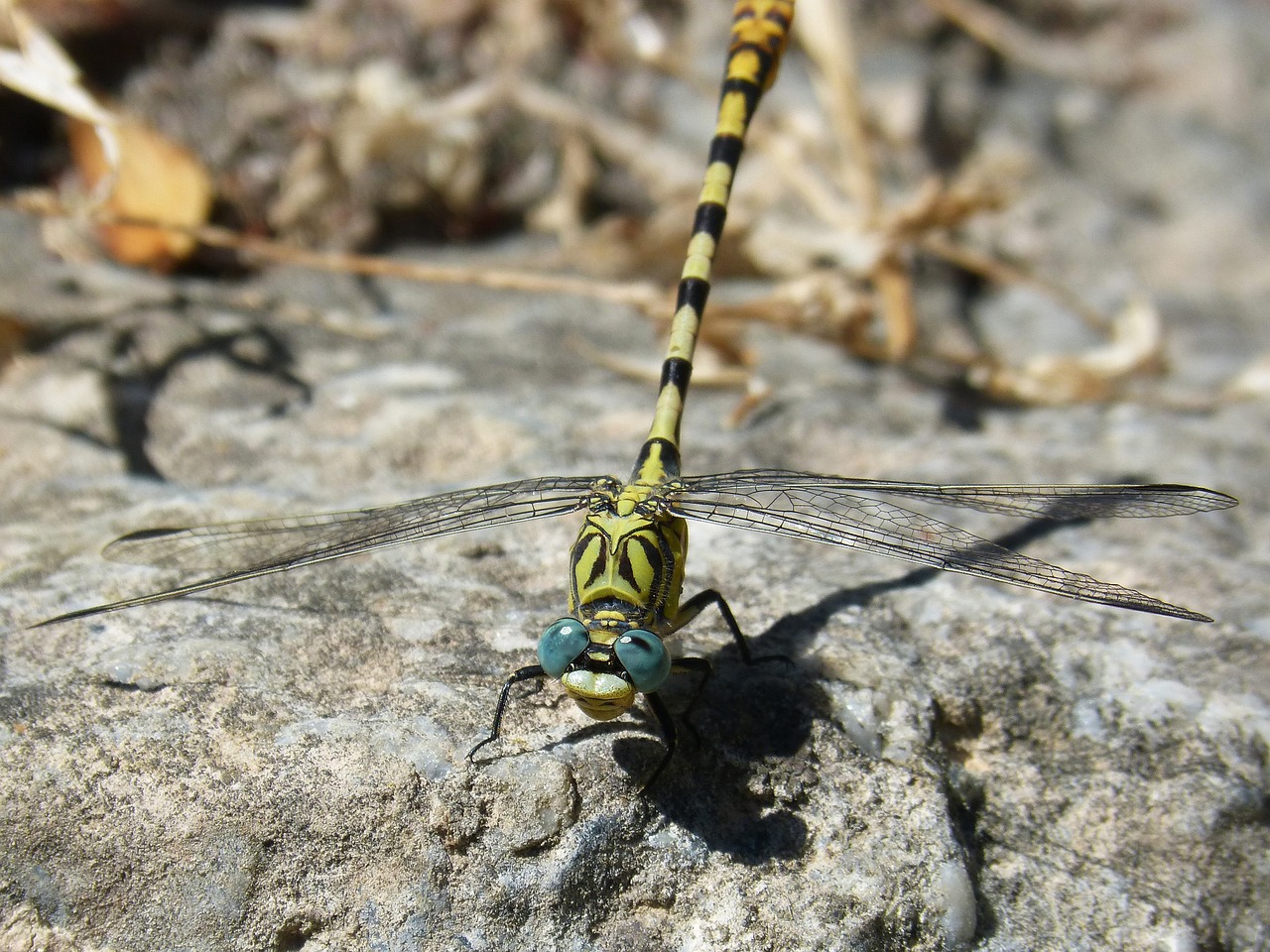 Image - cordulegaster sp dragonfly