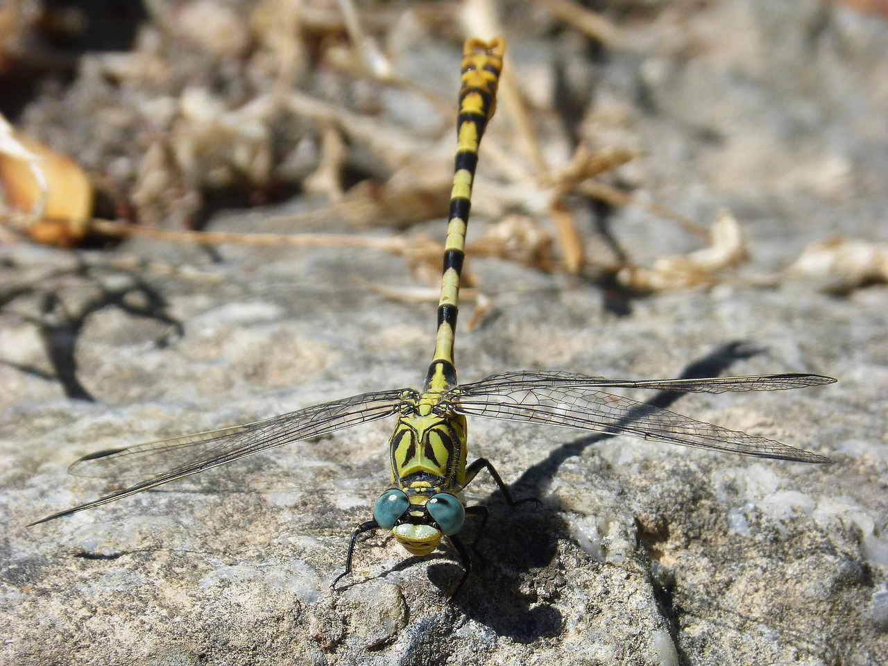 Image - cordulegaster sp dragonfly