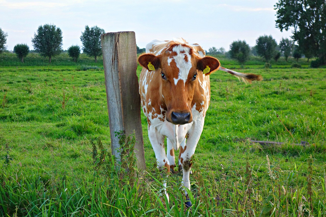 Image - cow animal cattle livestock