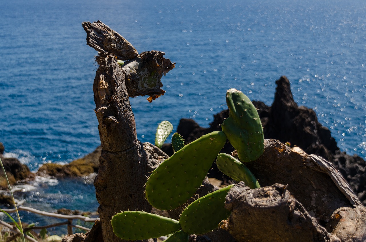 Image - cactus cliff sea atlantic