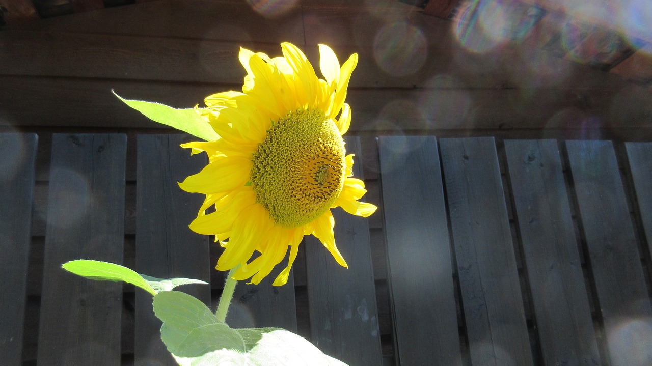 Image - sunflower bokeh sunlight summer