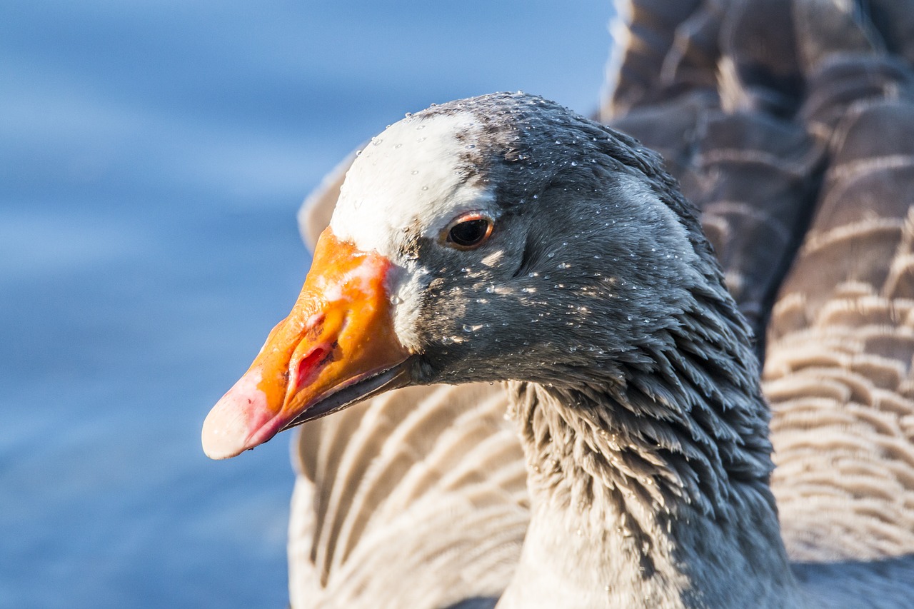 Image - oca ave animals pond bird animal