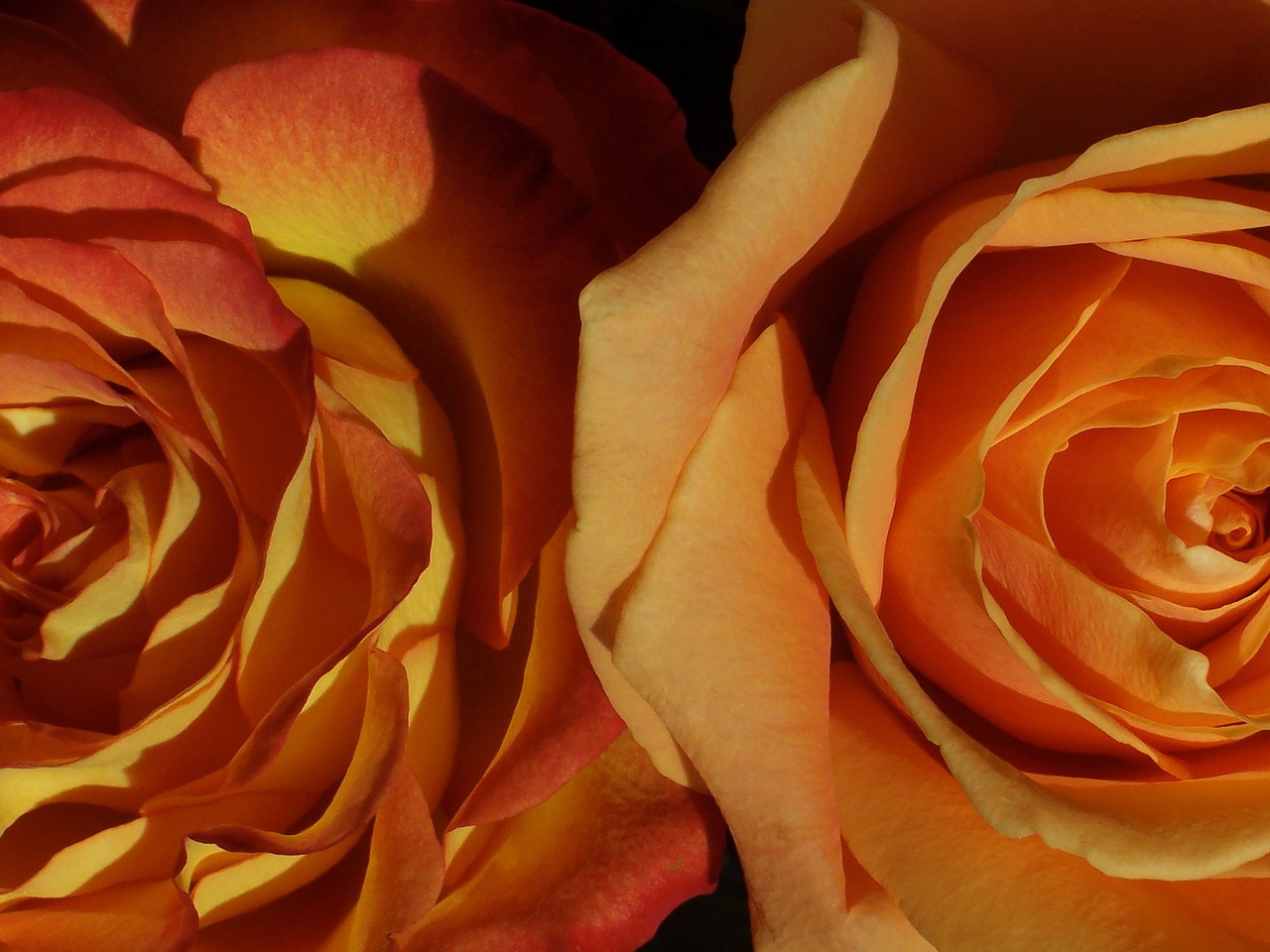 Image - roses peach petal delicate pale
