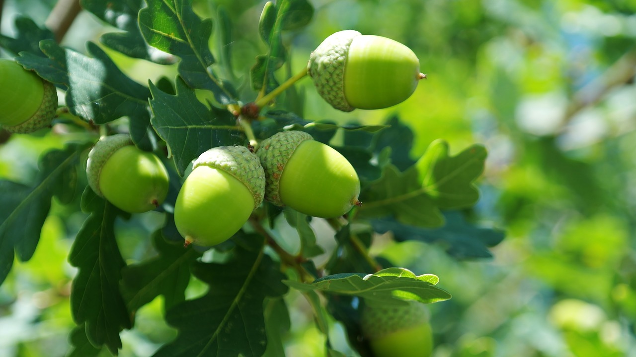 Image - acorns fruit quercus buchengewächs