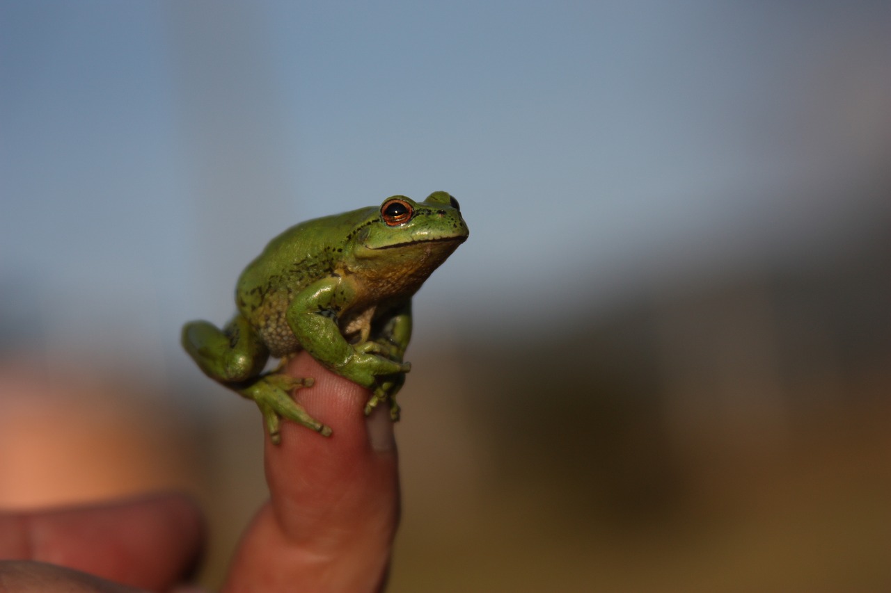 Image - frog green wild small finger size