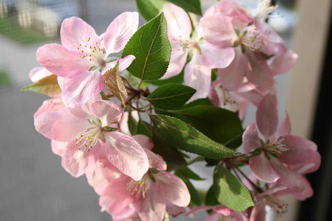 Image - crabapple flowers apple pink petal