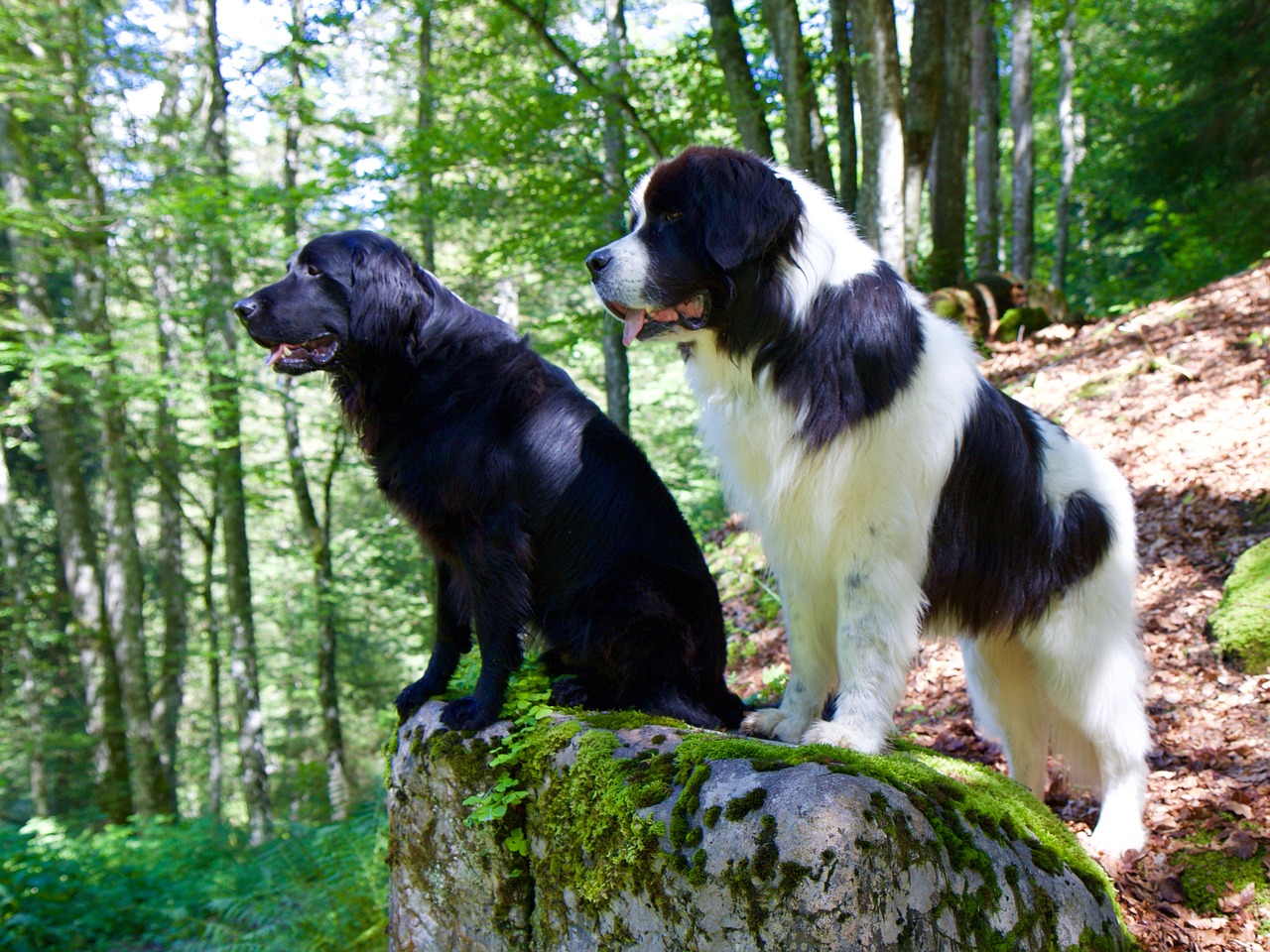 Image - flat coated retriever landseer dog