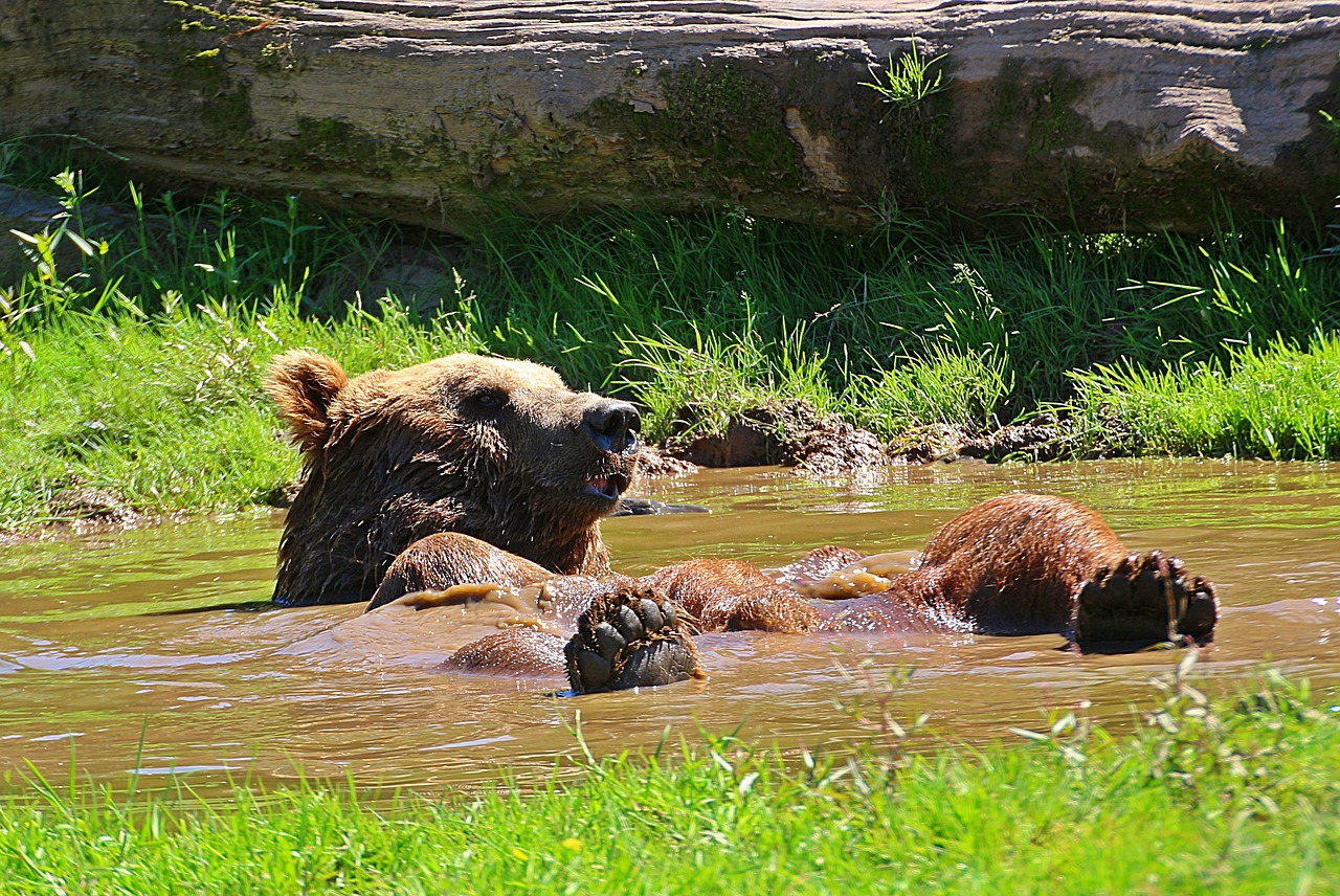 Image - bear brown bear water puddle