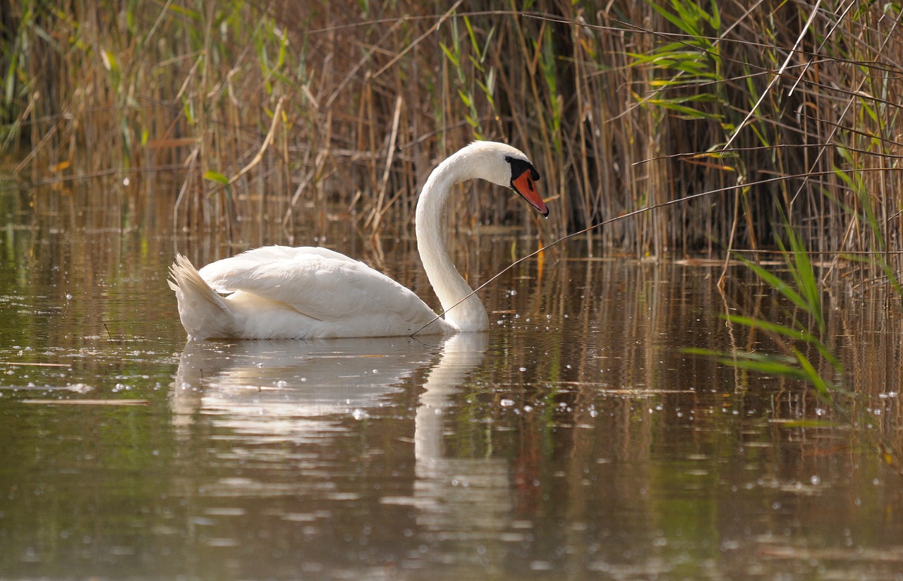 Image - lake neusiedl burgenland swan reed