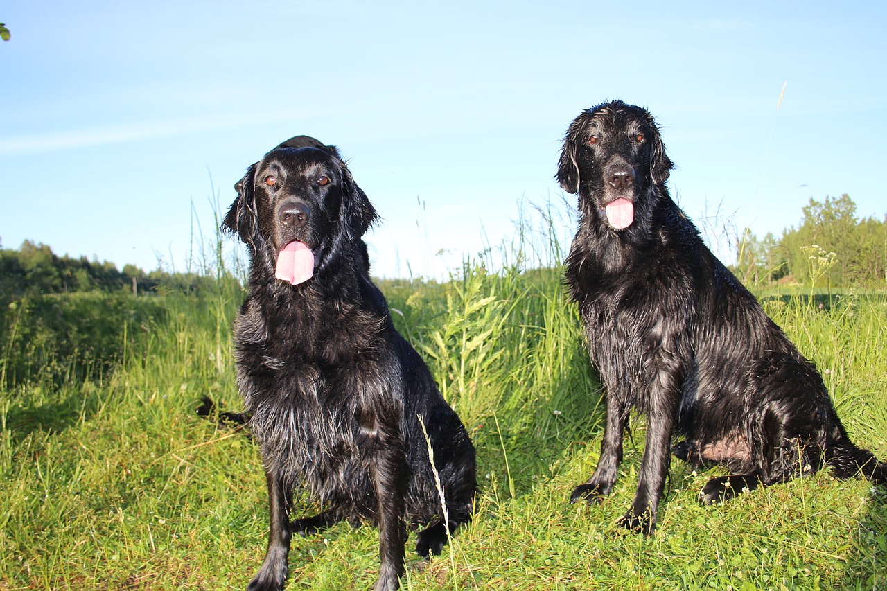 Image - dog summer pet black animal