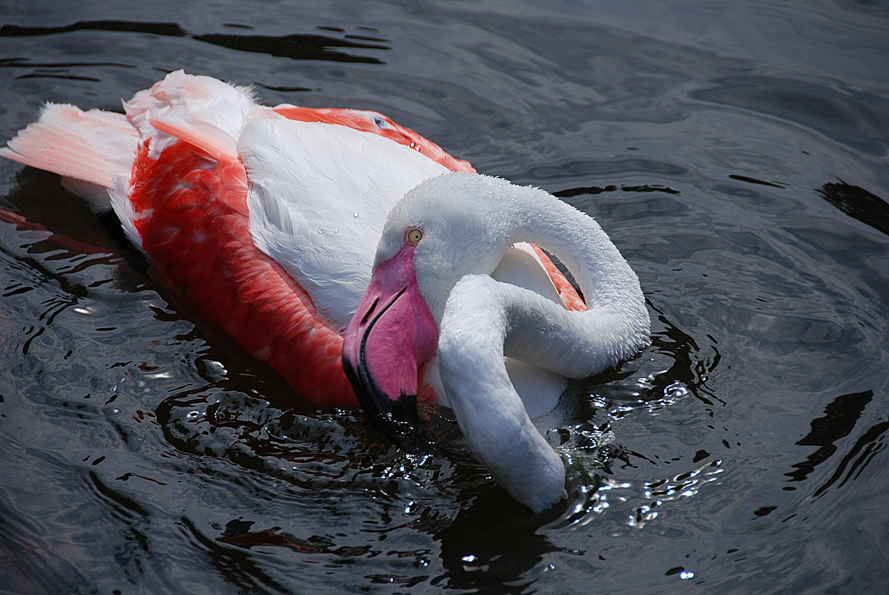 Image - flamingo water bird zoo