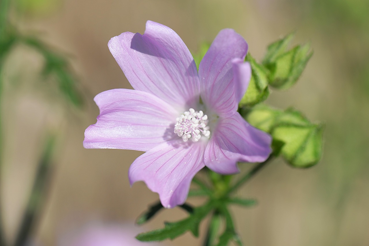 Image - mallow rose mallow wild flower