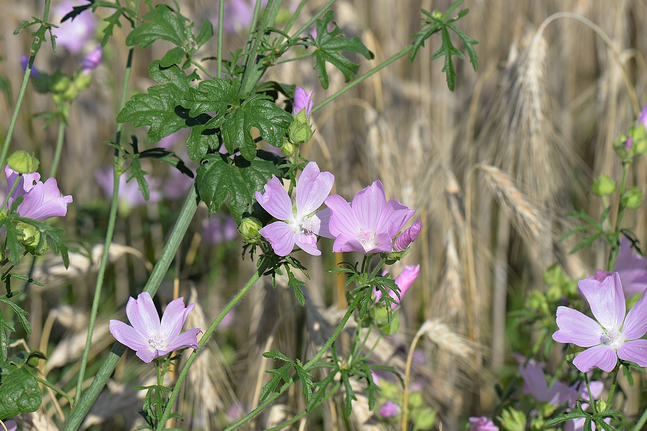 Image - rose mallow flowers sigmar wurz