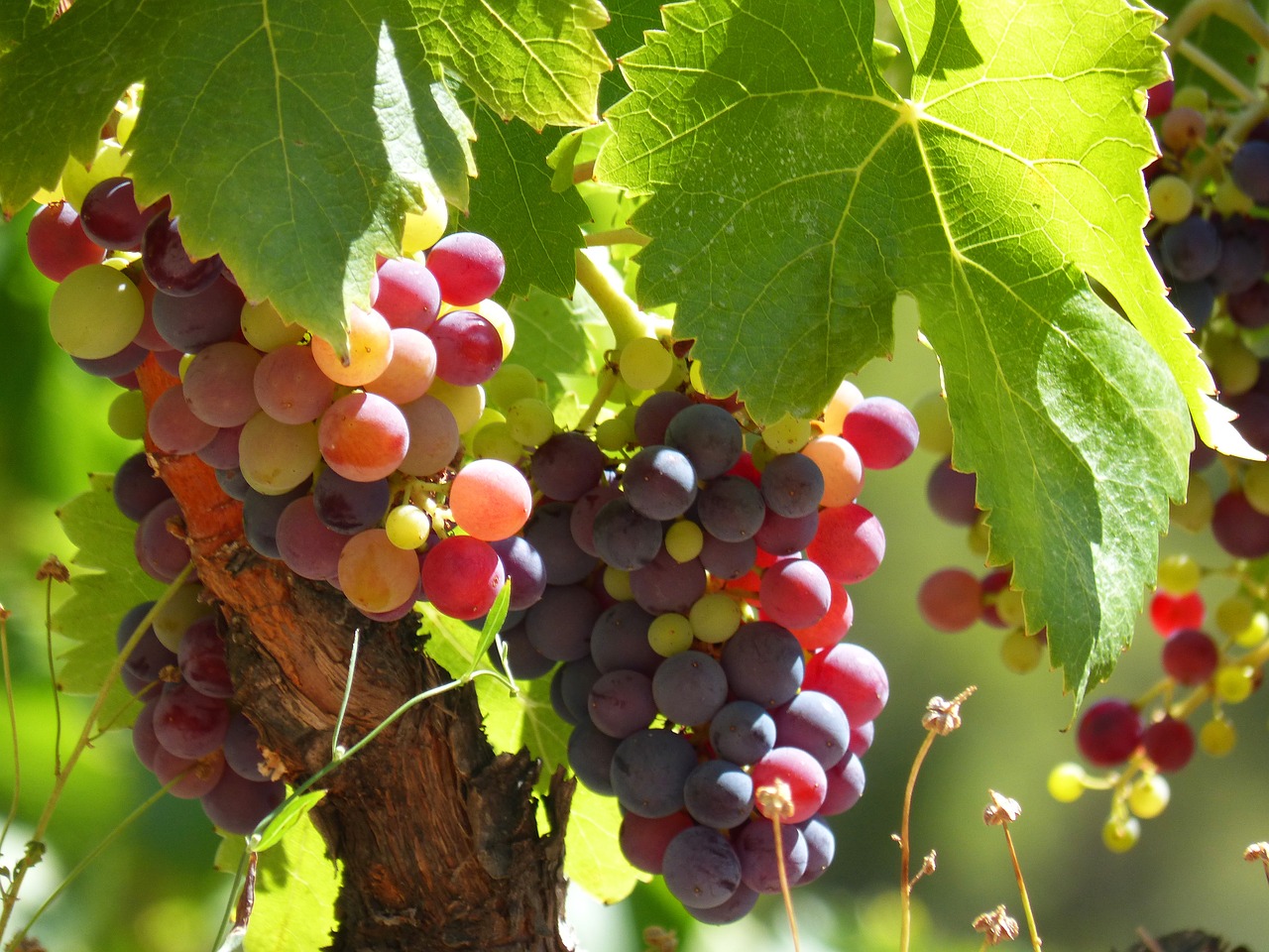 Image - wine grape vine maturation