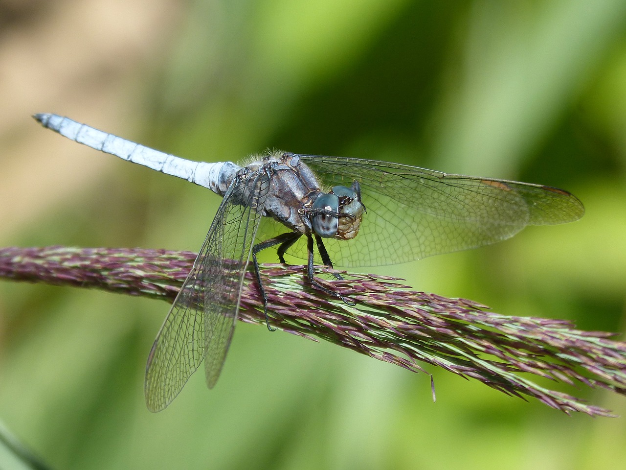 Image - blue dragonfly cane duster wetland