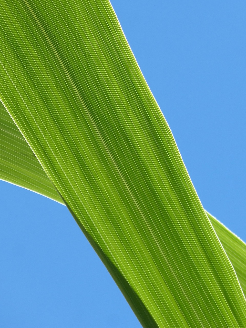 Image - leaf american cane plant texture