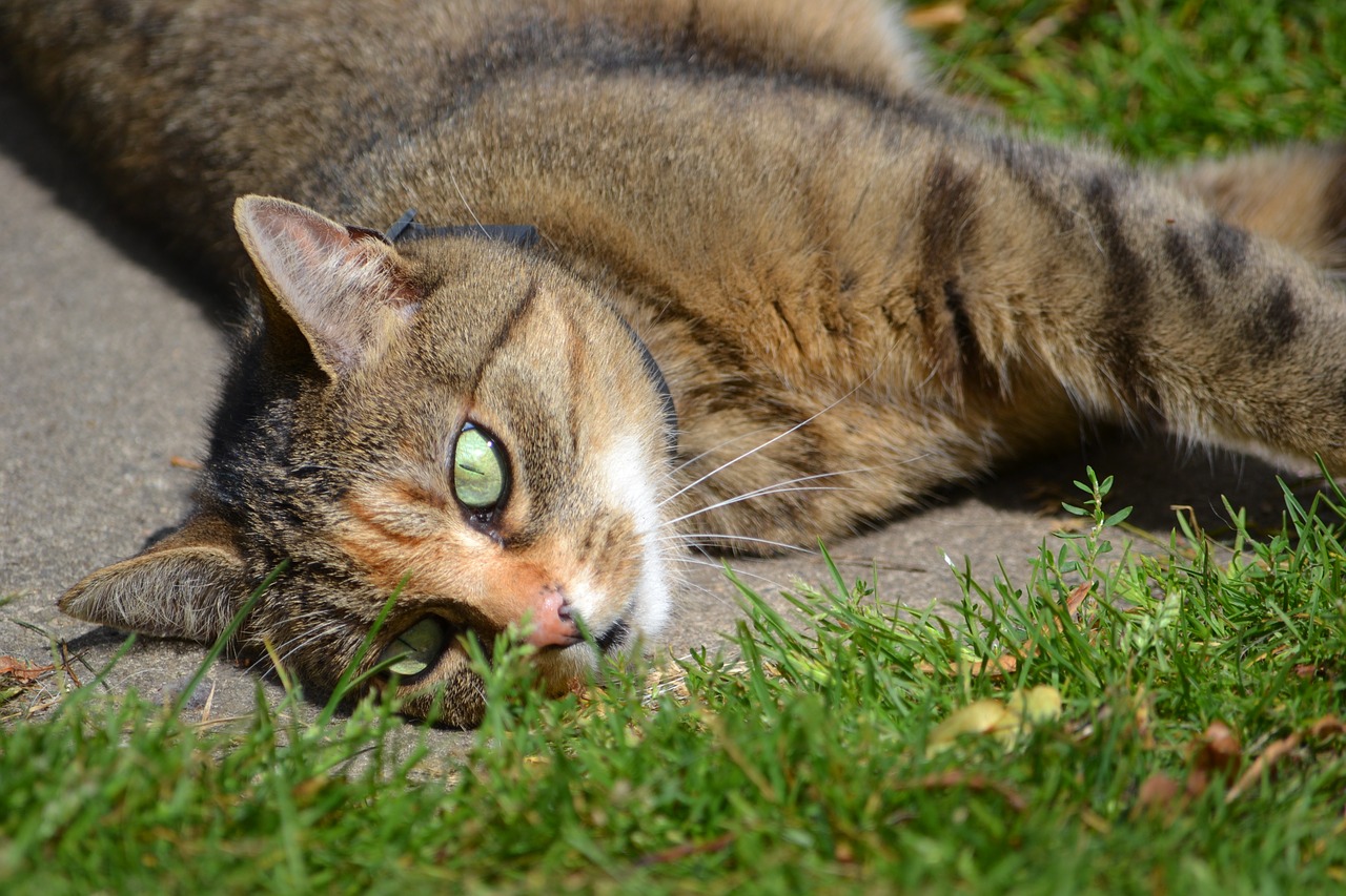 Image - cat grass in the grass pet cute