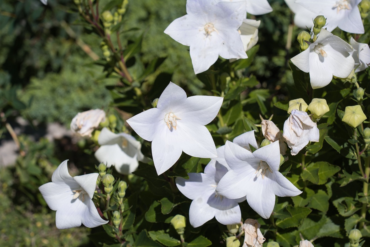 Image - balloon flower chinese bellflower