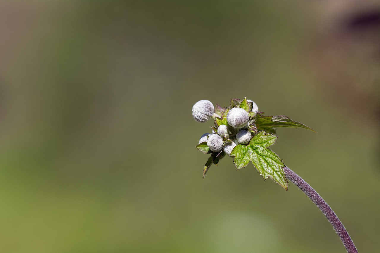 Image - anemone fall anemone bud