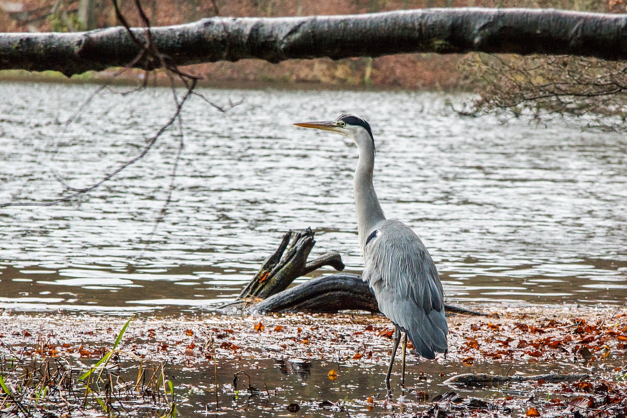 Image - fischreier bird lake autumn animal