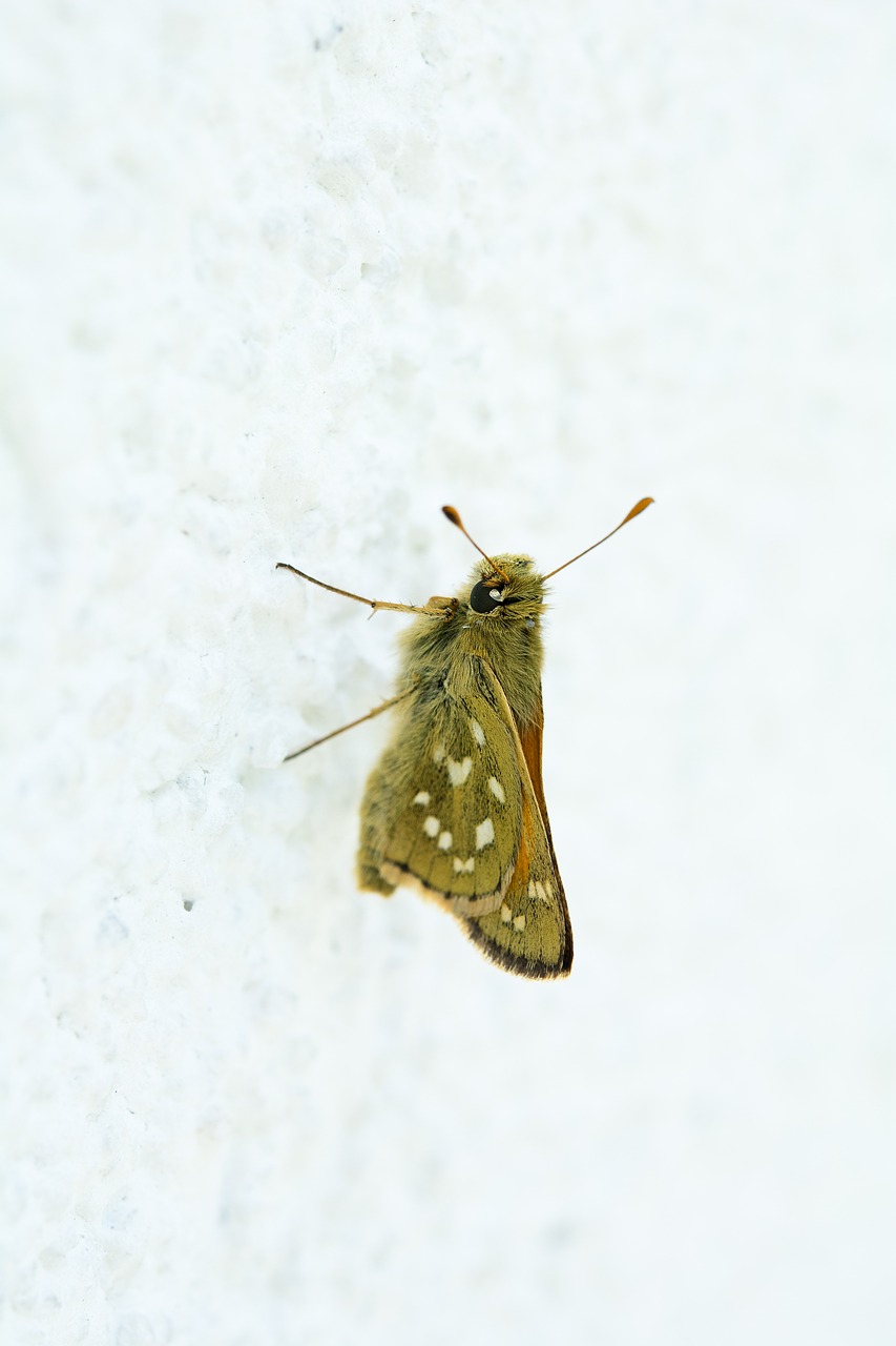 Image - butterfly hesperia comma female