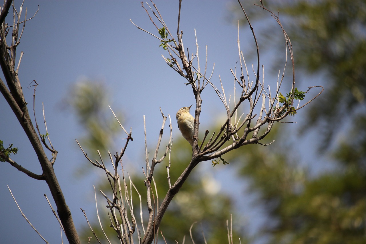 Image - chiffchaff bird nature wildlife