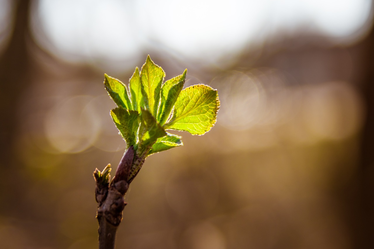 Image - tree bud leaves branch shoots