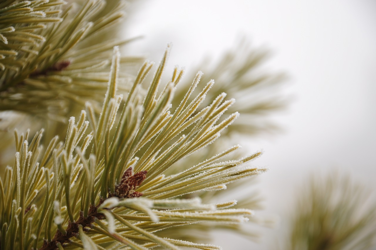 Image - pine plant unforgettable frost