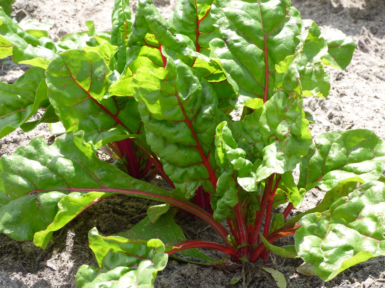 Image - swiss chard vegetable plant