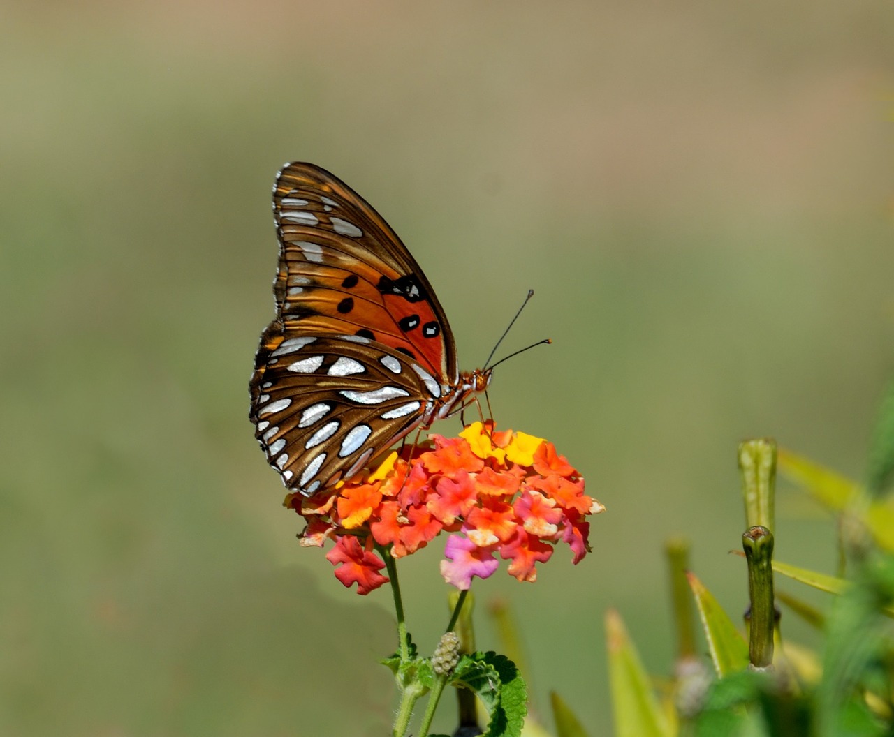 Image - gulf fritillary butterfly insect