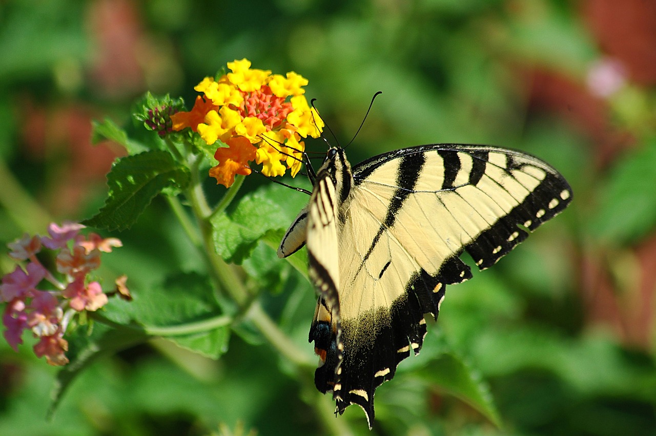 Image - tiger swallowtail butterfly