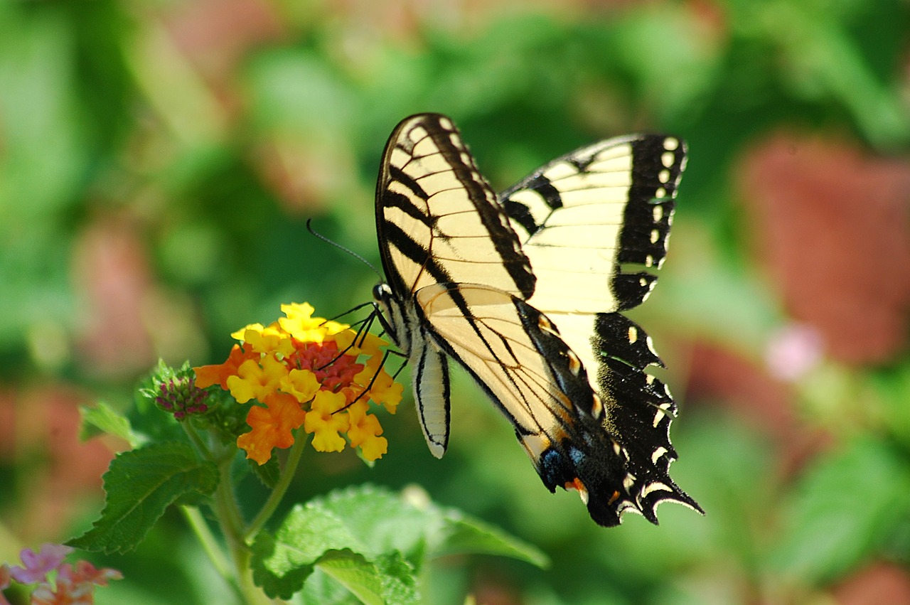 Image - tiger swallowtail butterfly