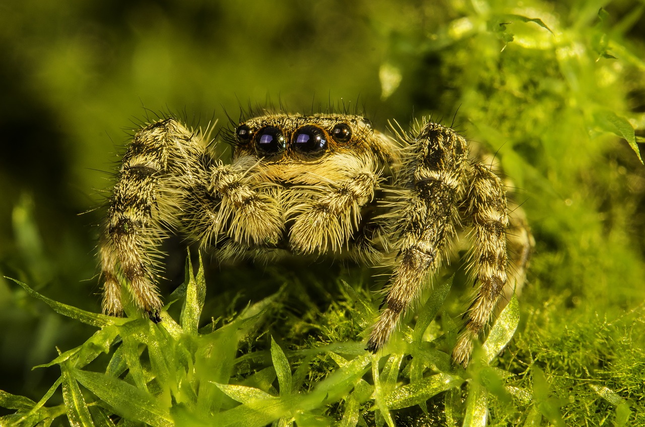Image - arachnid spider jumping nature