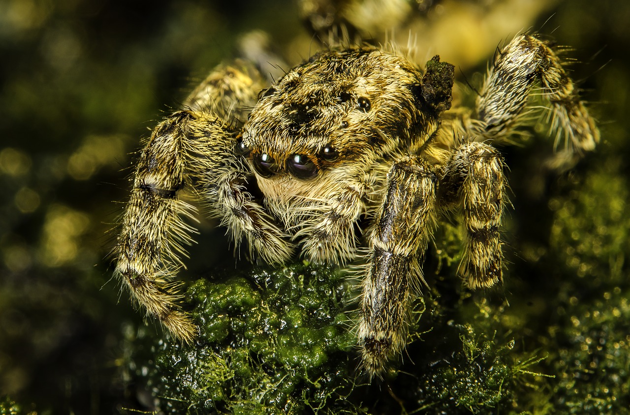 Image - arachnid spider jumping nature