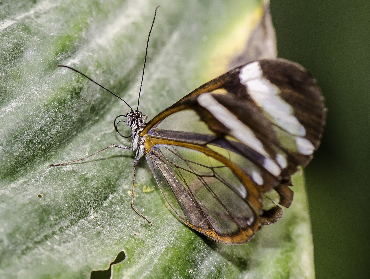 Image - greta oto glasswinged butterfly