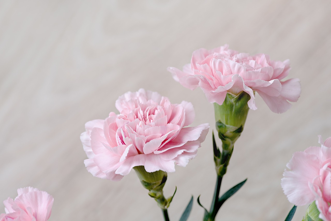 Image - cloves flowers pink carnation pink