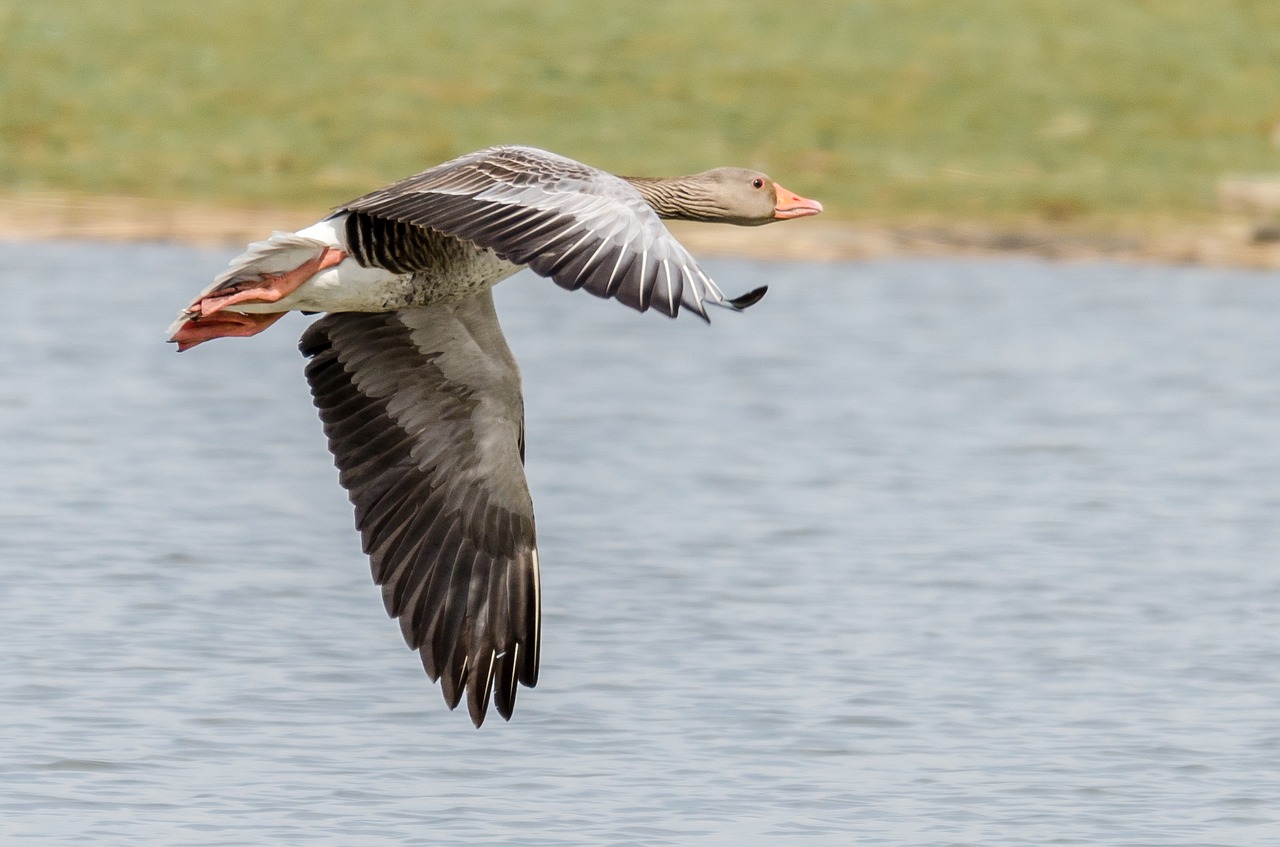 Image - greylag goose graugans grauwe gans