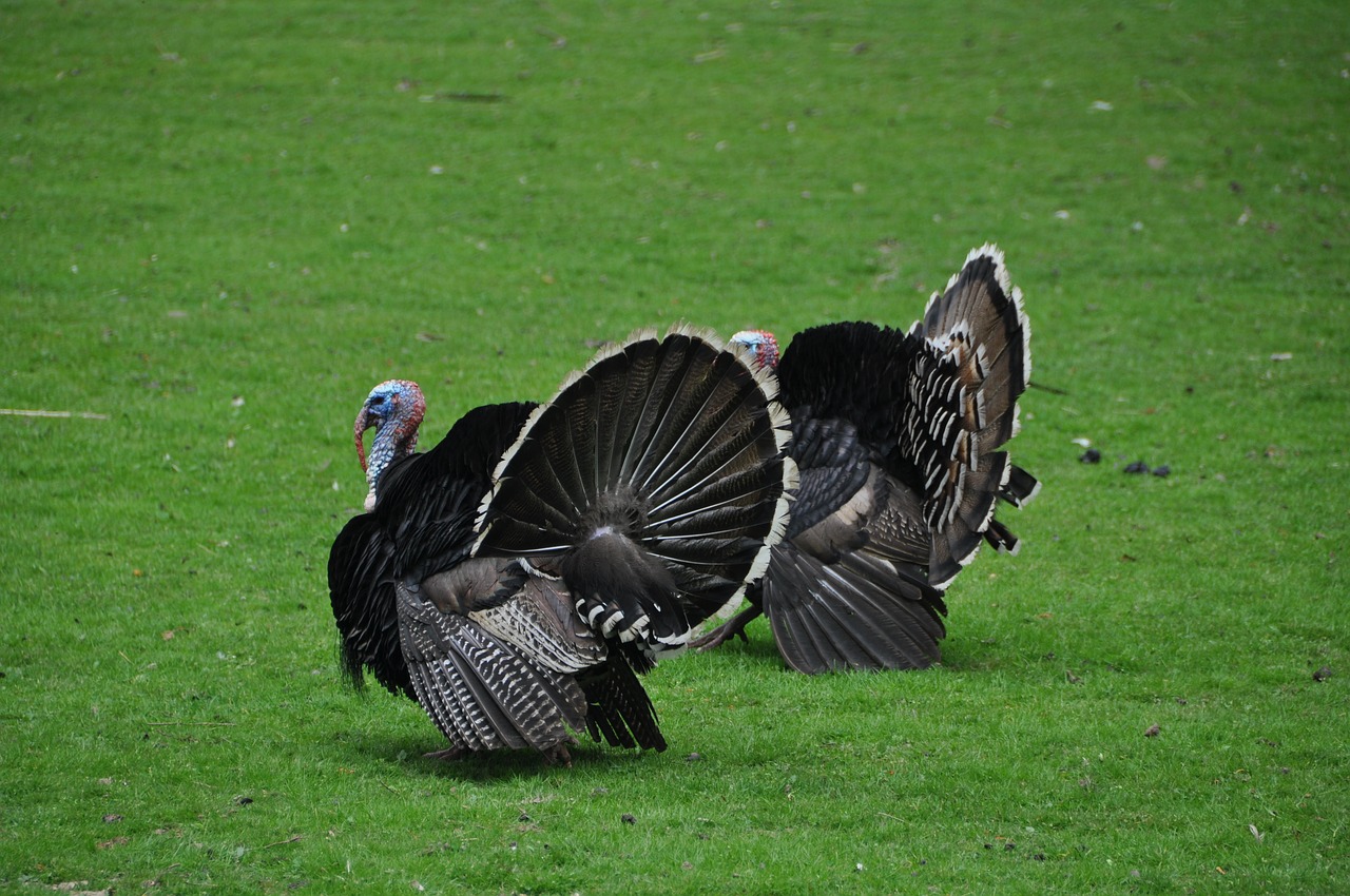Image - birds turkey poultry living nature