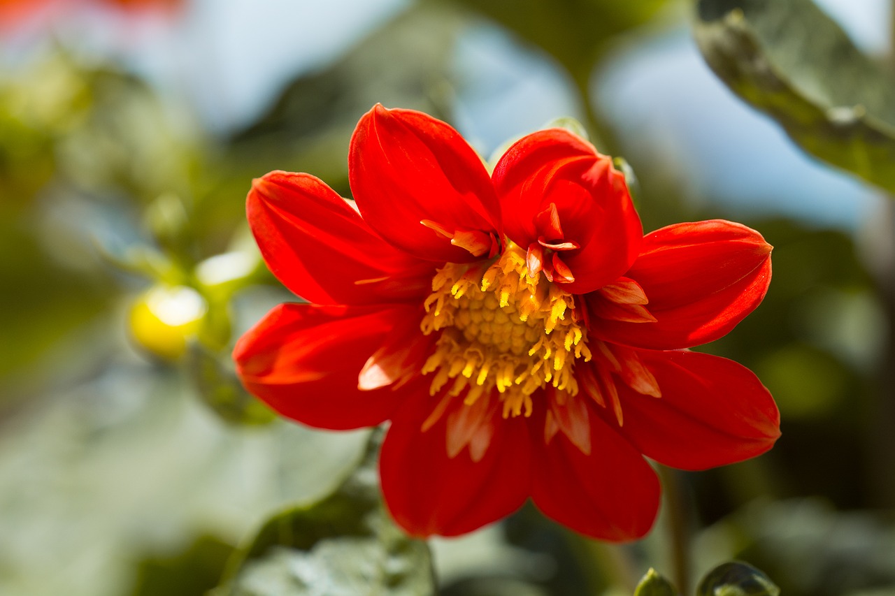 Image - blossom bloom flower orange summer