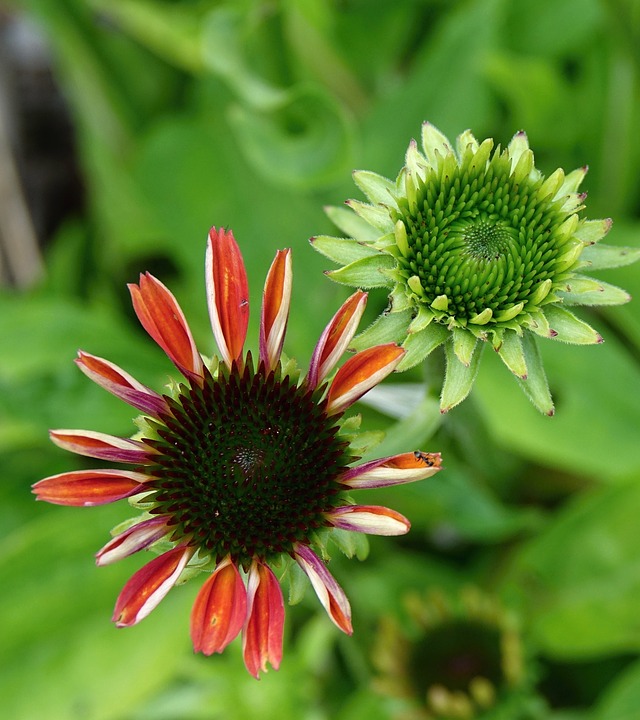 Image - flower plant flowers garden green