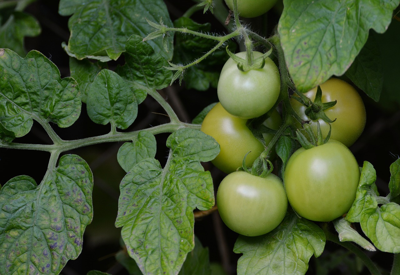 Image - tomatoes bush tomatoes immature